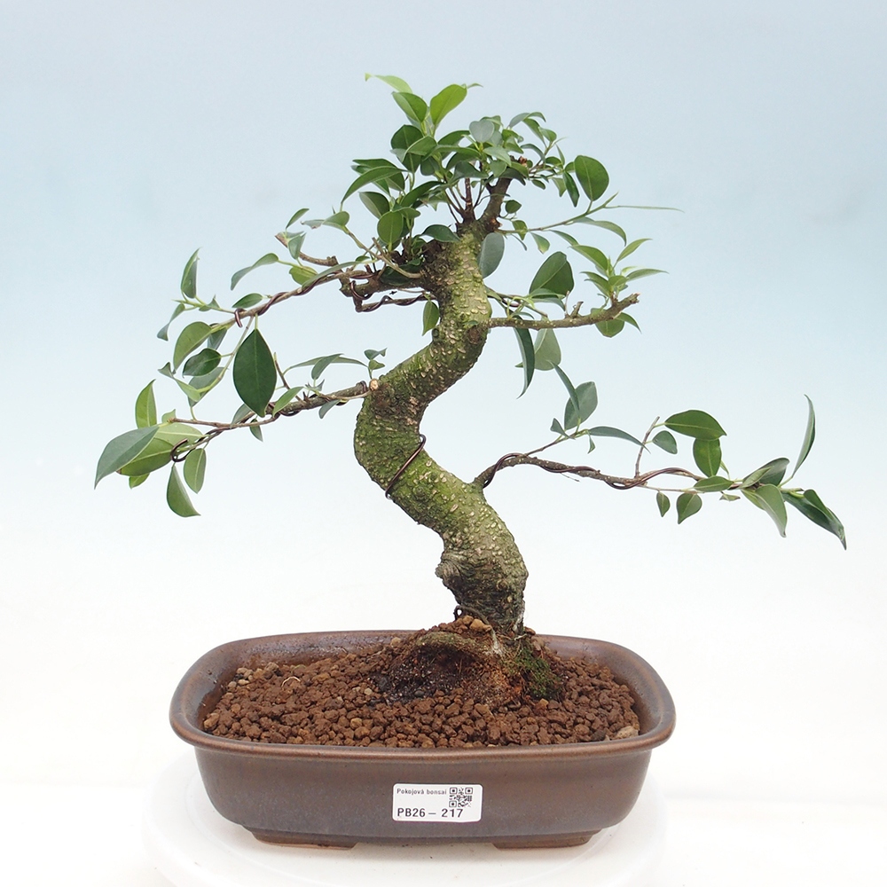 Zimmerbonsai - Ficus retusa - Kleinblättriger Ficus