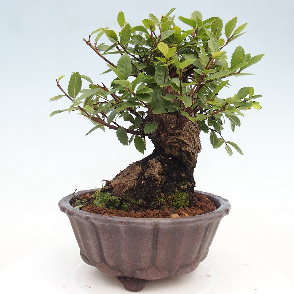Bonsai im Freien - Zelkova - Zelkova serrata
