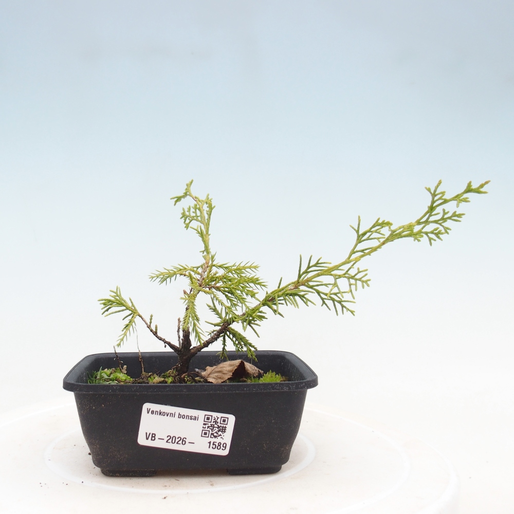 Bonsai für draußen - Juniperus chinensis Itoigawa