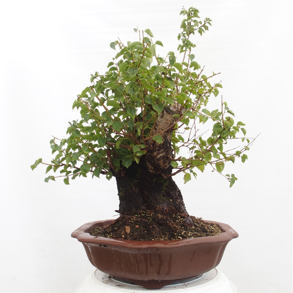 Bonsai im Freien - Mahalebka - Prunus mahaleb