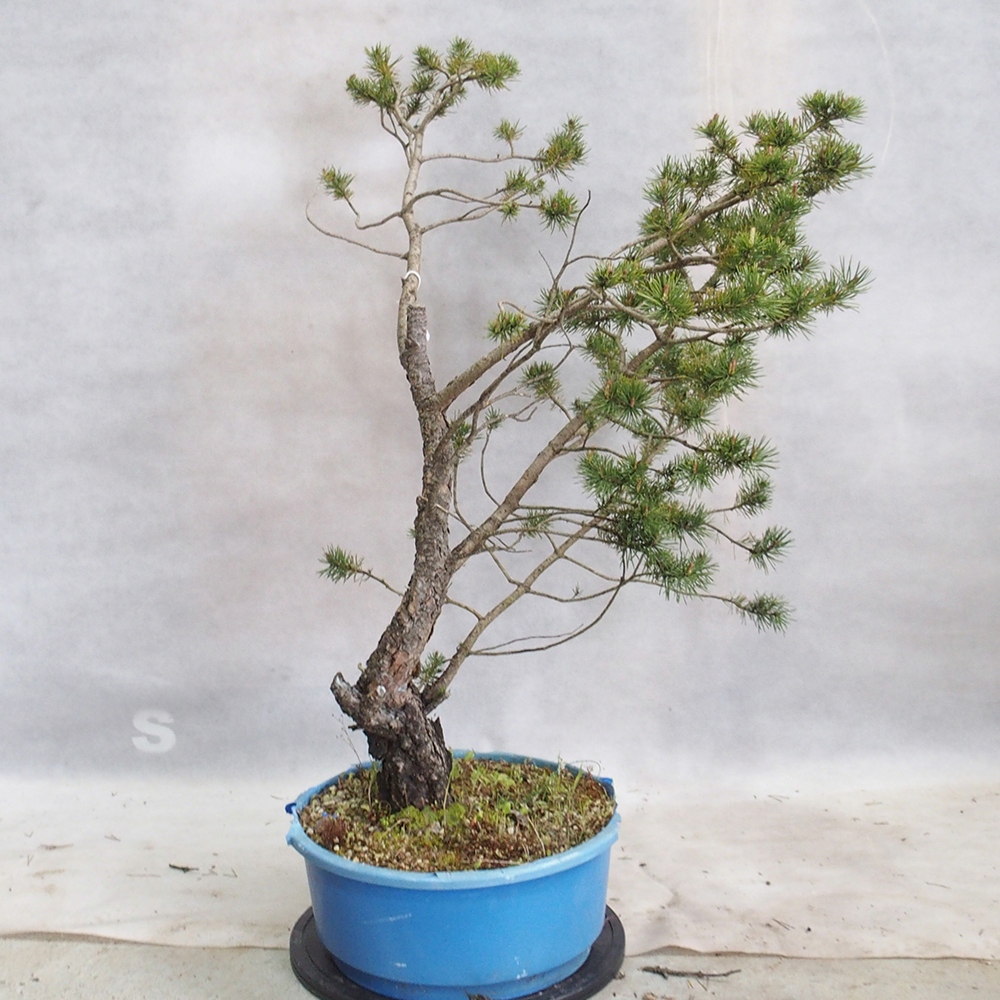 Yamadori - Pinus sylvestris 