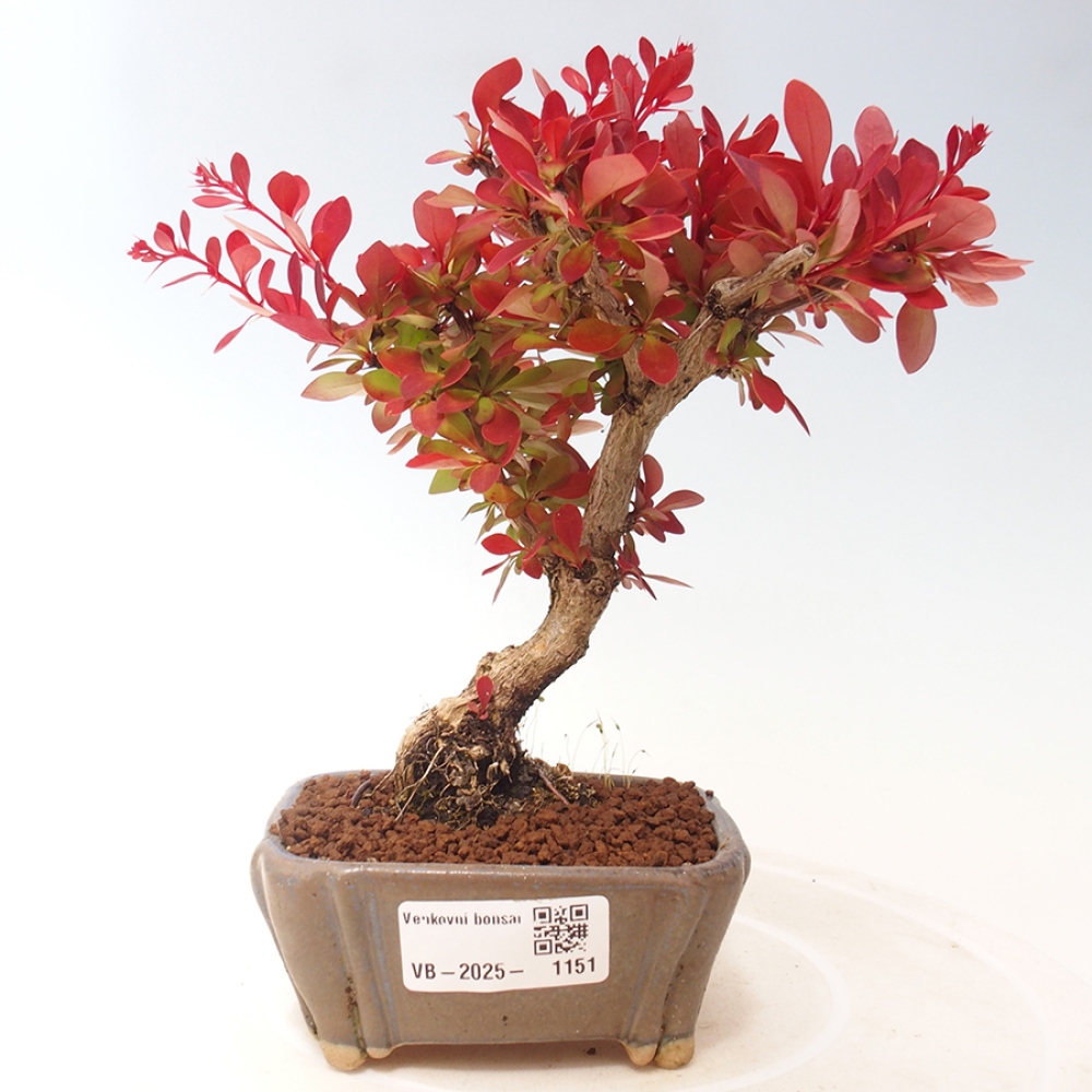 Bonsai im Freien - Berberis thunbergii Kobold - Dřištál Thunberg's