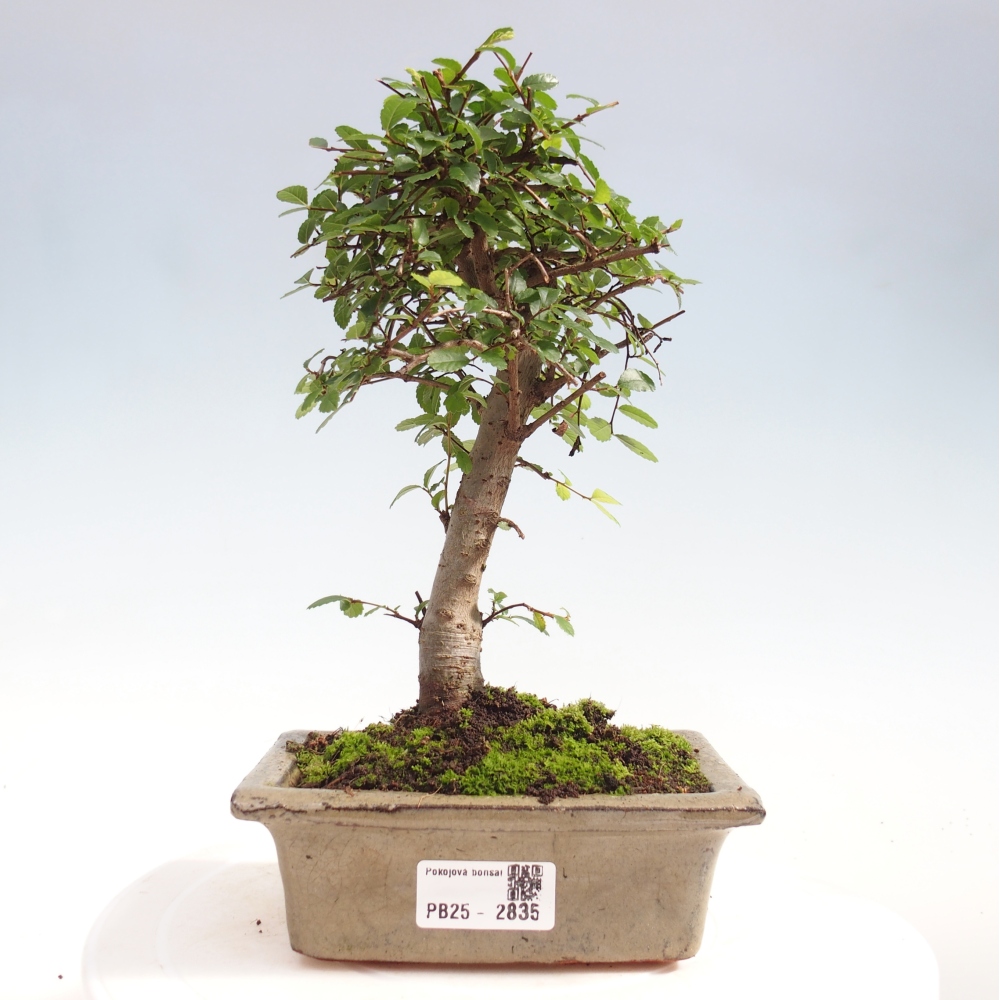 Zimmerbonsai - Ulmus parvifolia - Kleinblättrige Ulme