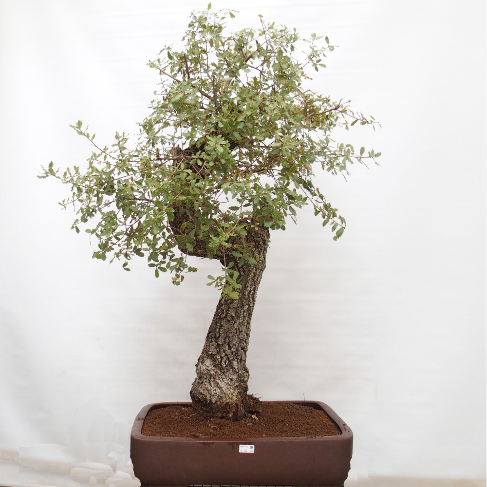 Yamadori - Quercus Ilex - Steineiche