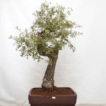 Yamadori - Quercus Ilex - Steineiche - e-bonsai.de