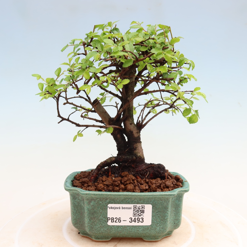 Zimmerbonsai - Ulmus parvifolia - Kleinblättrige Ulme