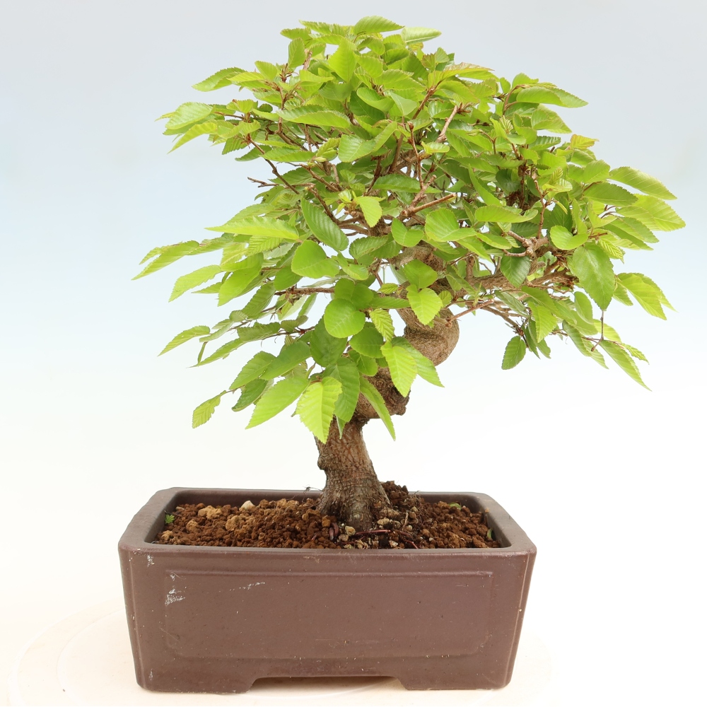 Bonsai für draußen - Karpinus Coreana - Koreanische Hainbuche