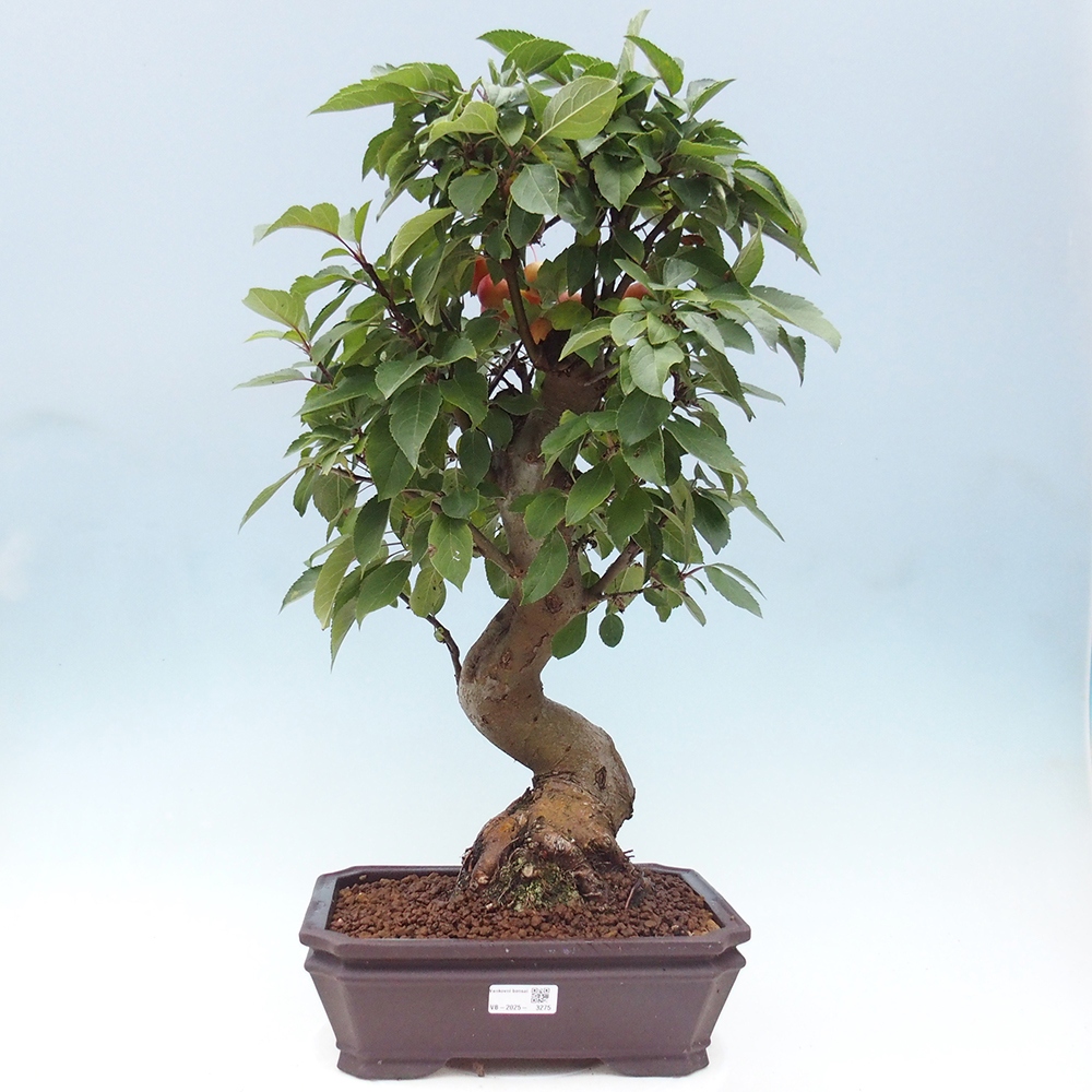 Bonsai im Freien - Malus halliana - Kleinfruchtiger Apfelbaum