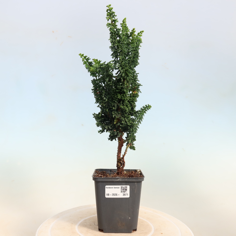 Bonsai für draußen - Cham. obtusa SEKKA HINOKI - Zypresse