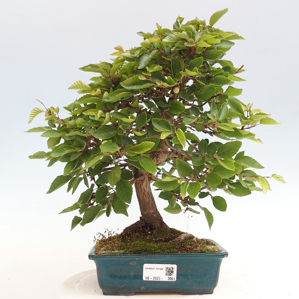 Bonsai im Freien - Carpinus Coreana - Koreanische Hainbuche