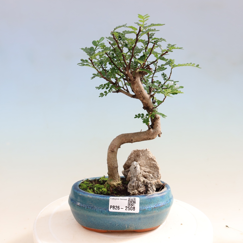 Zimmer Bonsai - Zantoxylum piperitum - Pfefferbaum