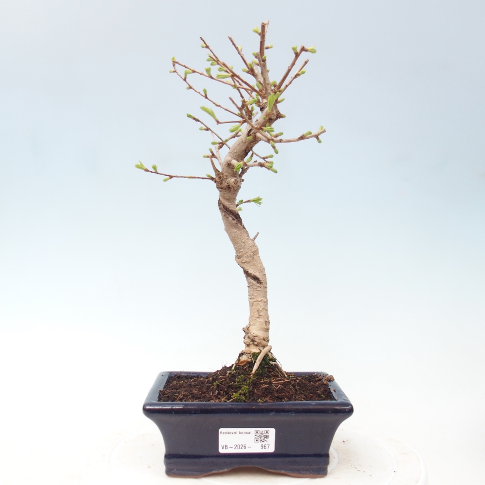 Bonsai für draußen -Pseudolarix amabis-Pseudolarix amabis