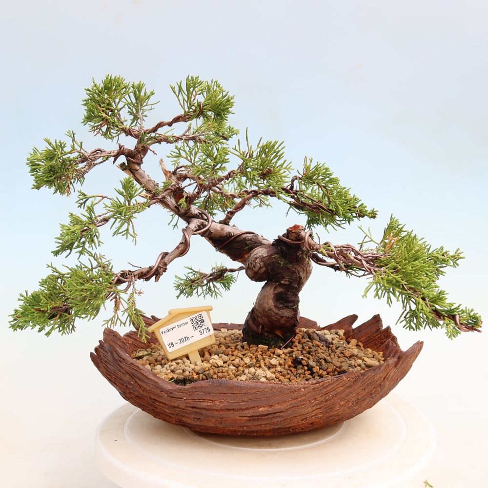 Bonsai für draußen - Juniperus chinensis Itoigawa-Juniperus chinensis