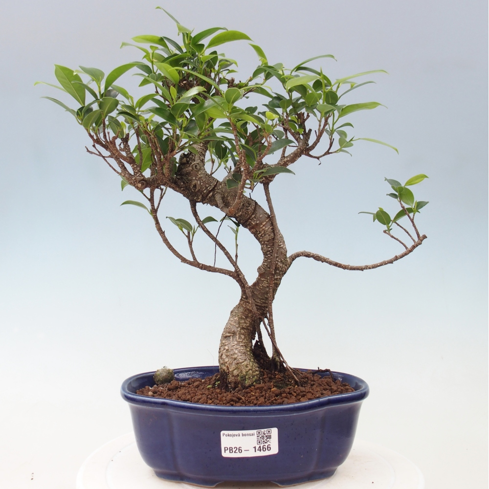 Zimmerbonsai - Ficus retusa - Kleinblättriger Ficus