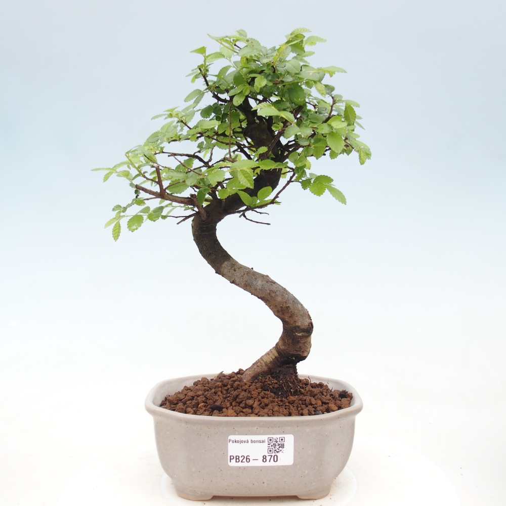 Zimmerbonsai - Ulmus parvifolia - Kleinblättrige Ulme