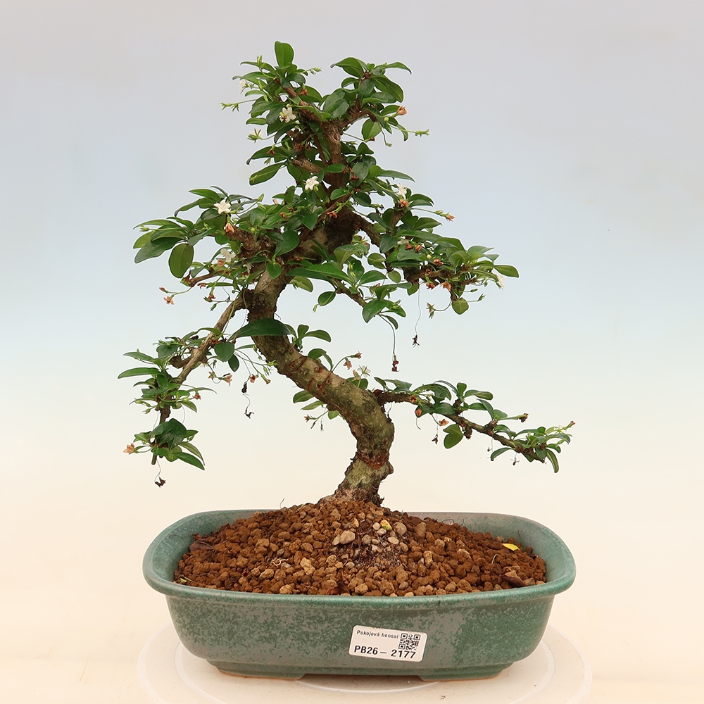 Zimmer-Bonsai - Carmona macrophylla - Tee-Fuki
