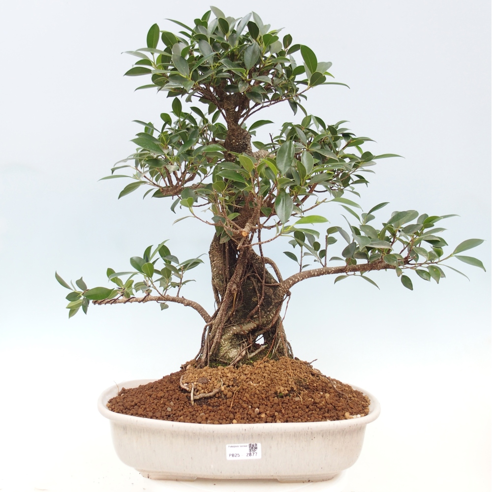 Zimmerbonsai - Ficus kimmen - kleinblättriger Ficus - NUR PERSÖNLICHE ABHOLUNG oder Palettentransport