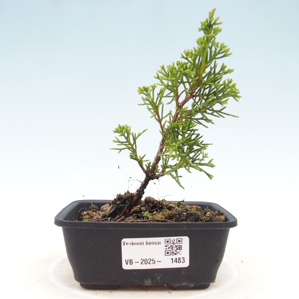 Outdoor bonsai - Juniperus chinensis Itoigawa - Chinese juniper