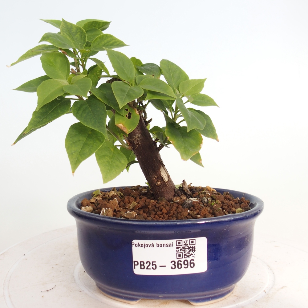 Zimmer Bonsai - Bouganwilea