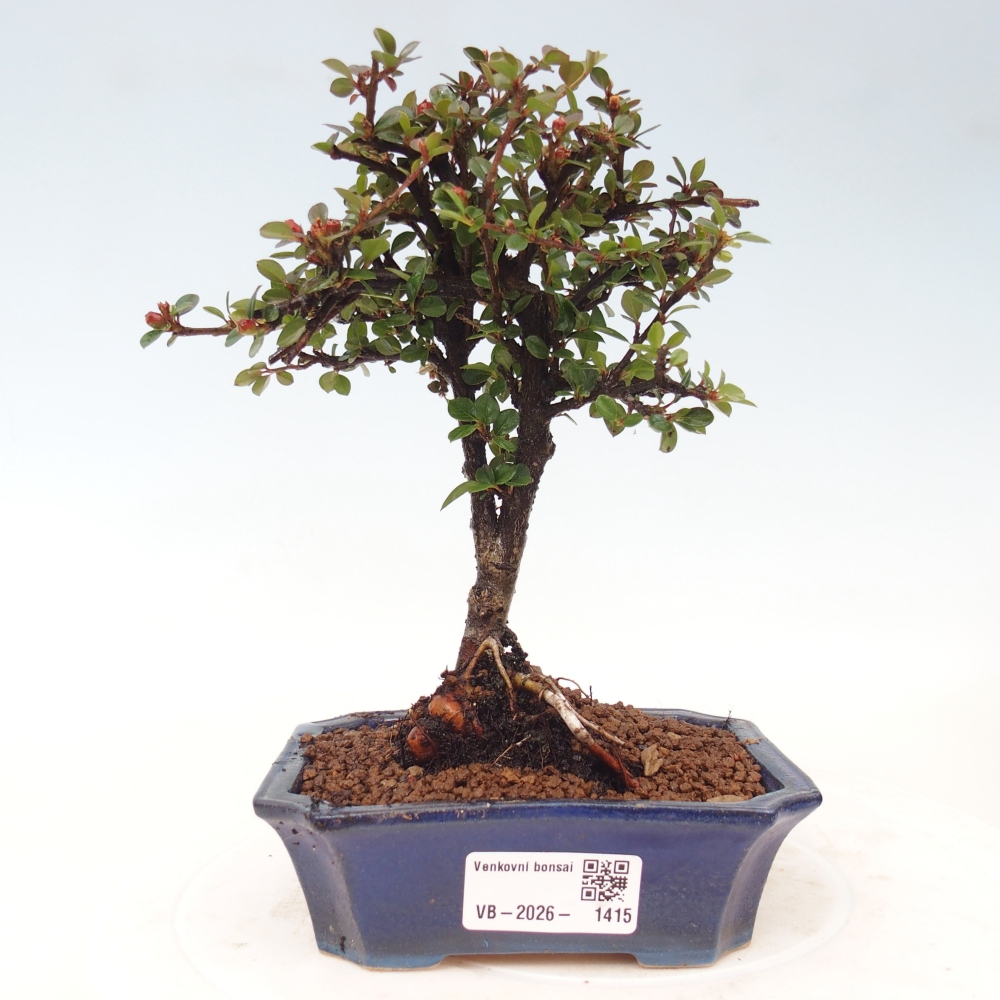 Bonsai für draußen - Cotoneaster horizontalis - Rocky Mountain