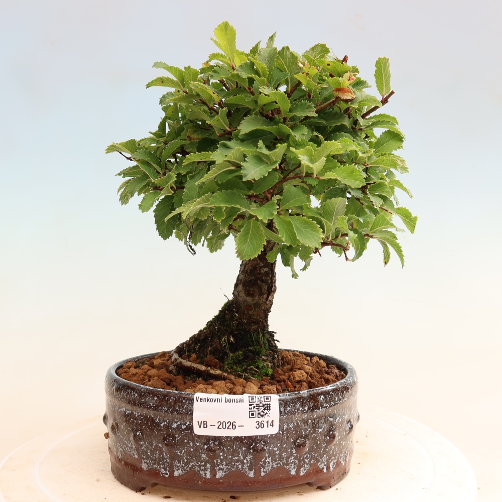 Bonsai für draußen - Zelkova - Zelkova NIRE