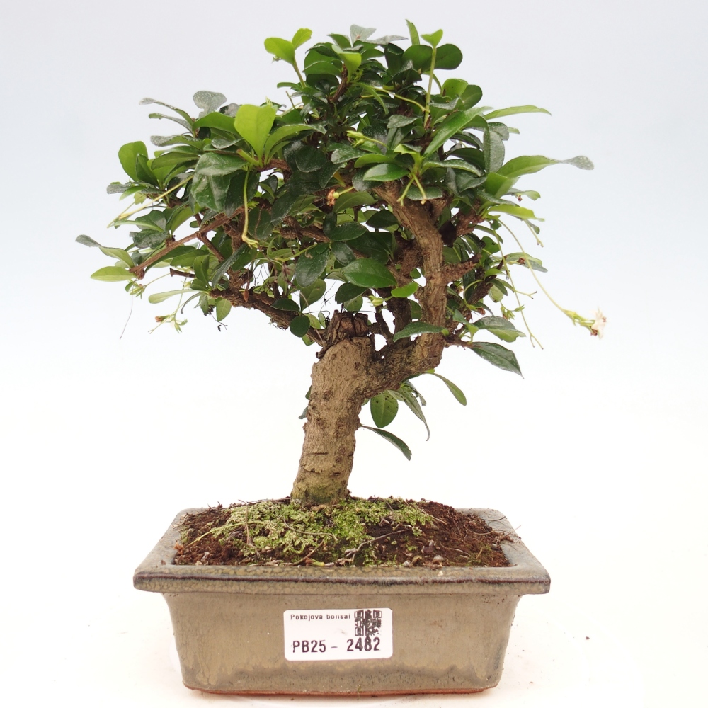 Zimmerbonsai - Carmona Macrophylla - Fuki-Tee