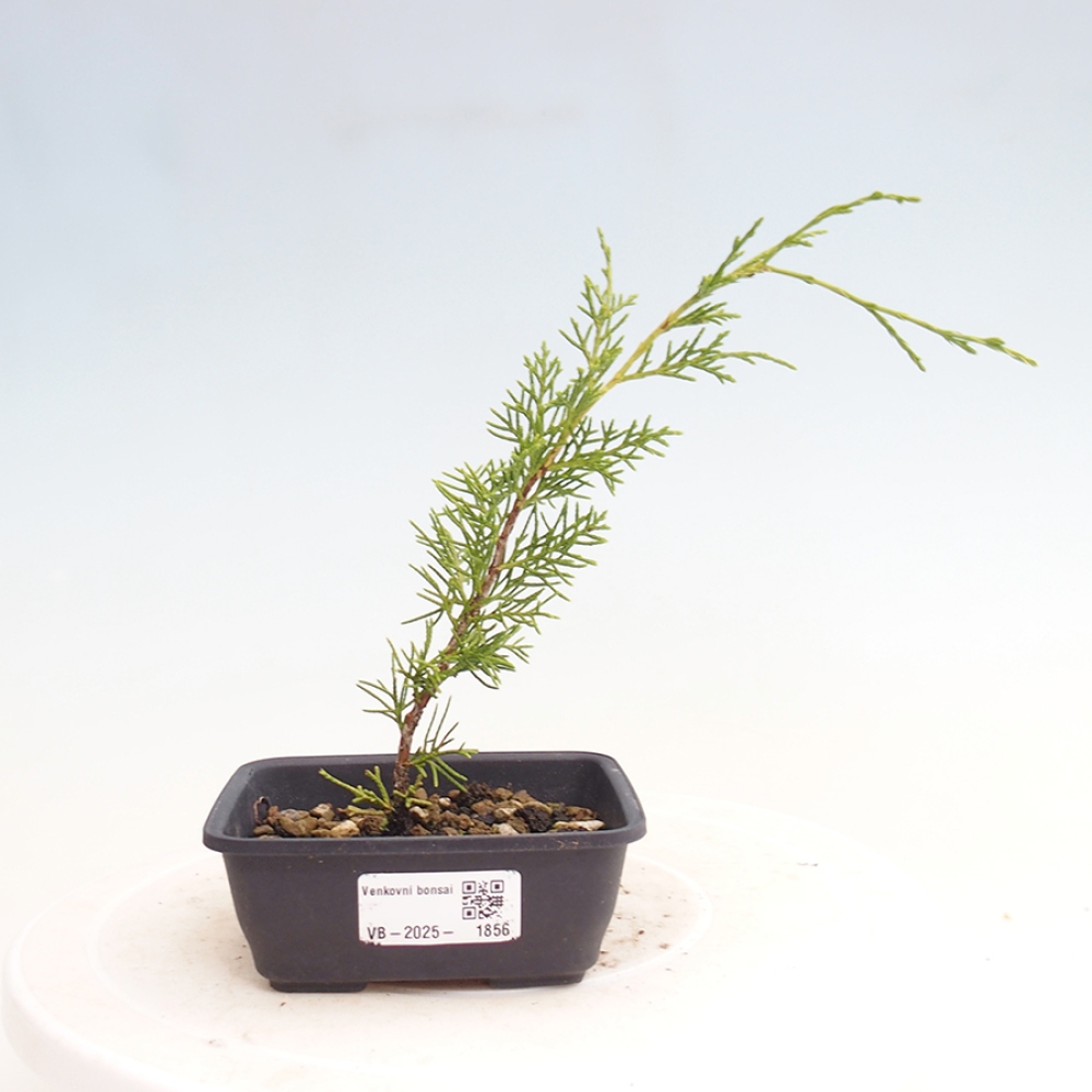 Outdoor bonsai - Juniperus chinensis Itoigawa - Chinese juniper
