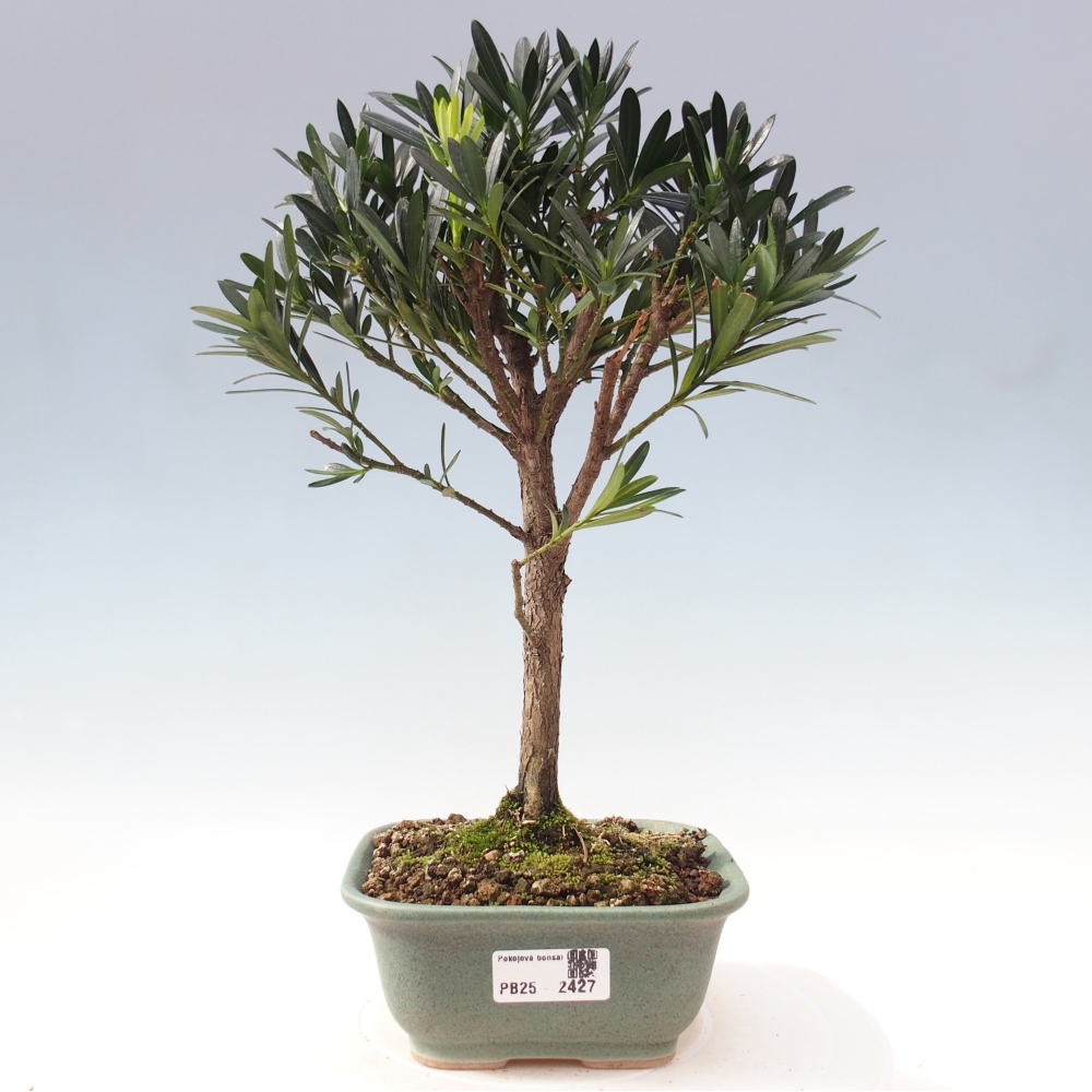 Indoor-Bonsai - Podocarpus - Stein tausend