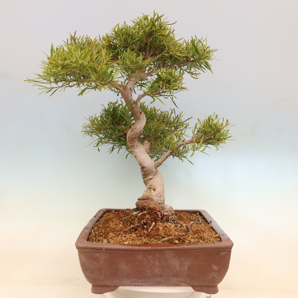 Zimmerbonsai - Ficus nerifolia - Kleinblättriger Ficus