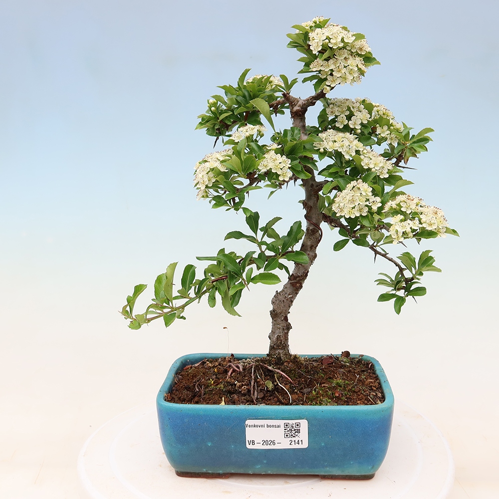 Bonsai für den Außenbereich – Pyracantha teton – Feuerdorn