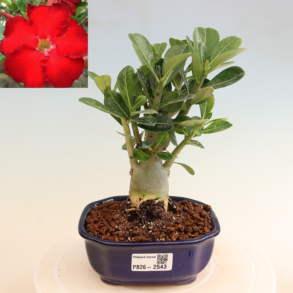 Zimmerbonsai – Adenium obesum „Red Star“ – Wüstenrose