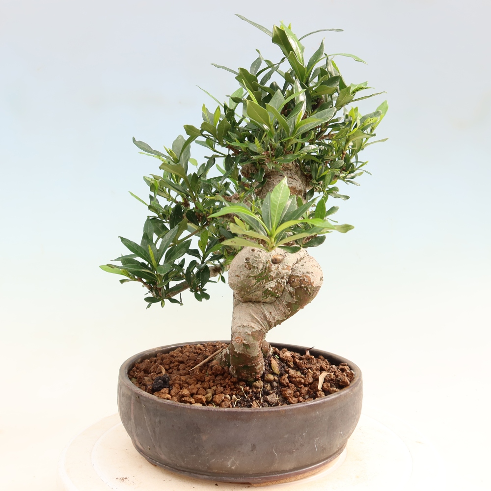 Zimmer Bonsai - Gardenia jasminoides-Gardenia