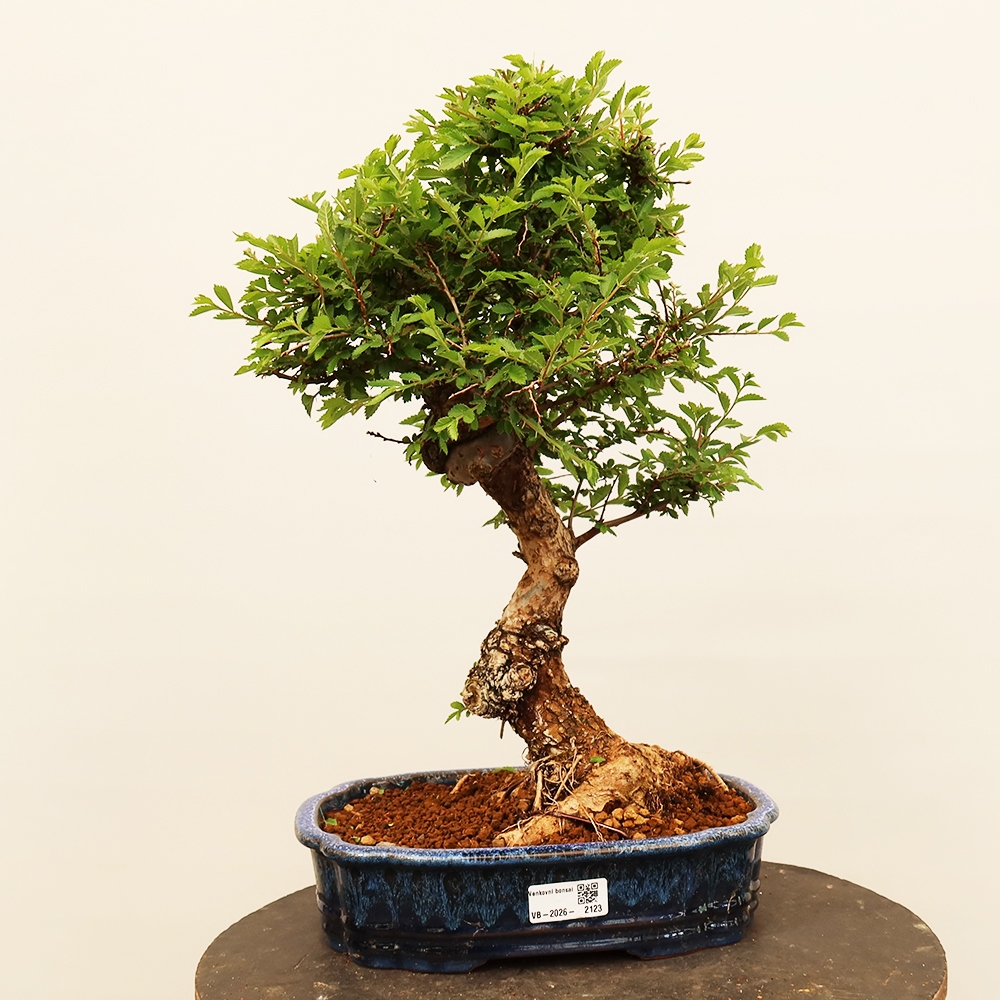 Bonsai im Freien - Zelkova - Zelkova NIRE