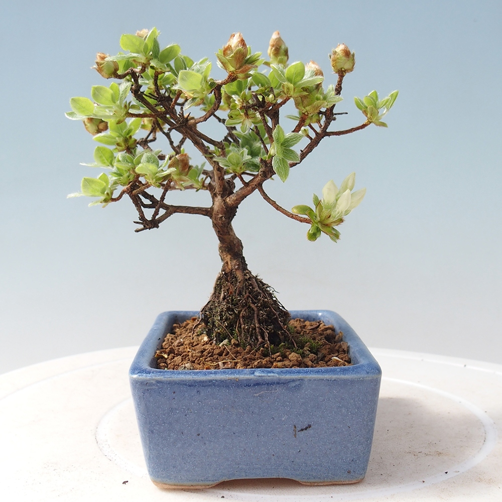 Outdoor-Bonsai - Rododendron indicum - Japanische Azalee