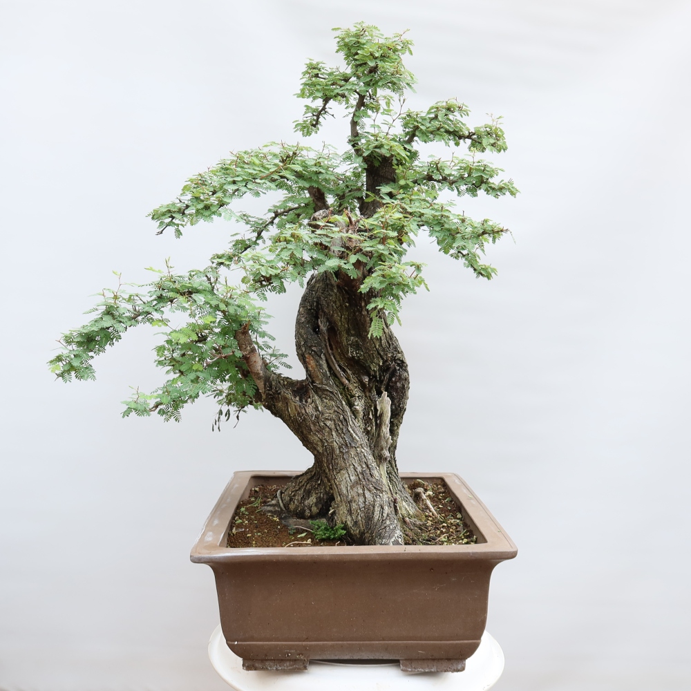 Zimmer Bonsai - Akazien Arabica