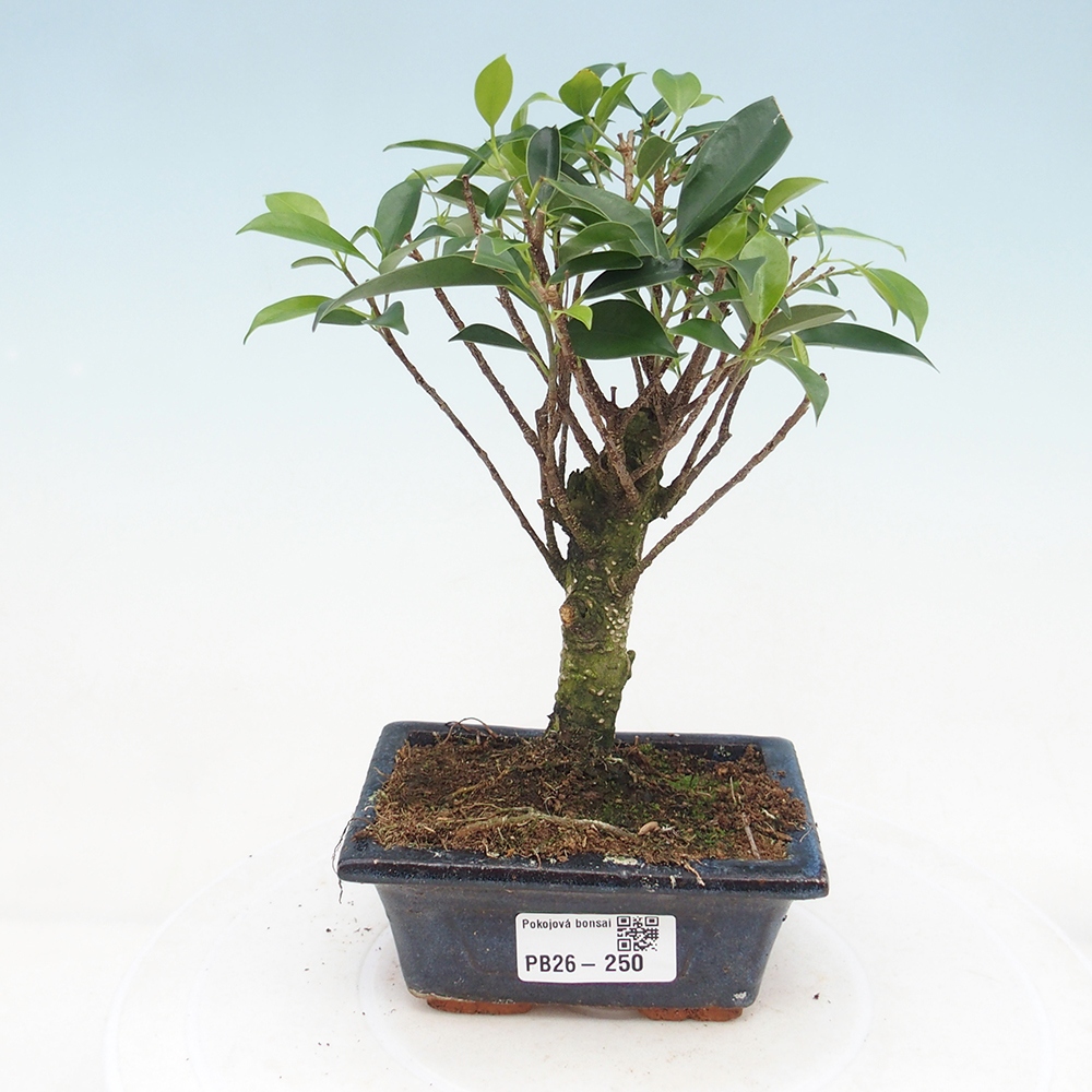 Zimmer Bonsai Ficus retusa kimmen