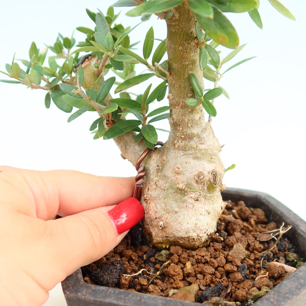 Zimmerbonsai - Olea europaea sylvestris