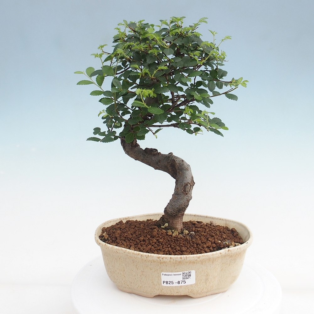 Zimmerbonsai - Ulmus parvifolia - Kleinblättrige Ulme