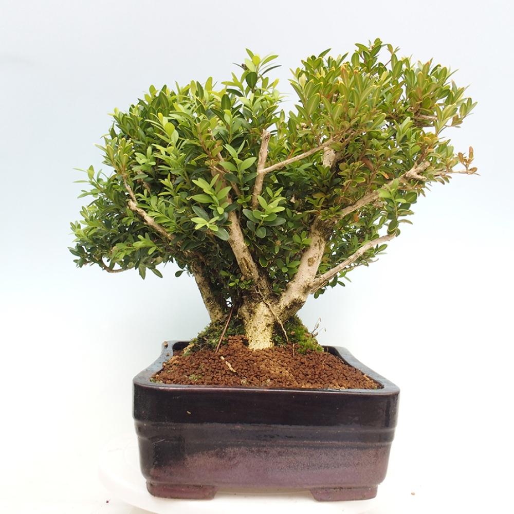 Outdoor-Bonsai - Buxus sempervirens - Buchsbaum