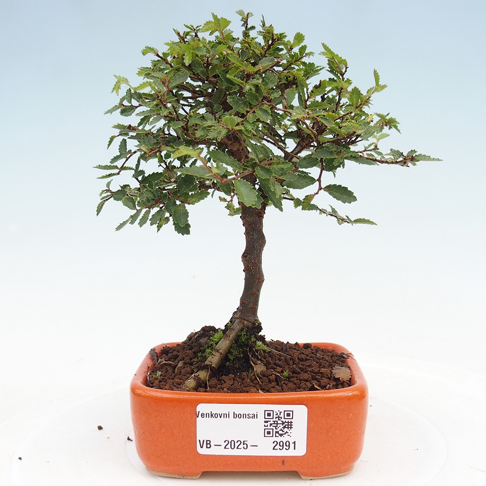 Bonsai im Freien - Ulmus parvifolia Sagei - Kleinblättrige Ulme