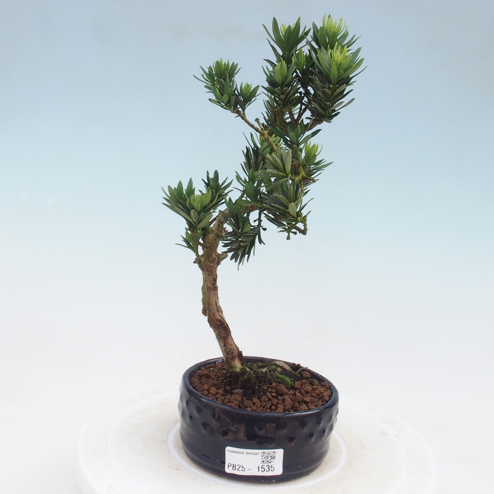 Indoor-Bonsai - Podocarpus - Stein tausend