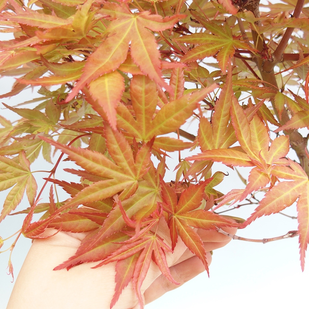 Bonsai für draußen - Acer palmatum Beni Tsukasa im Container