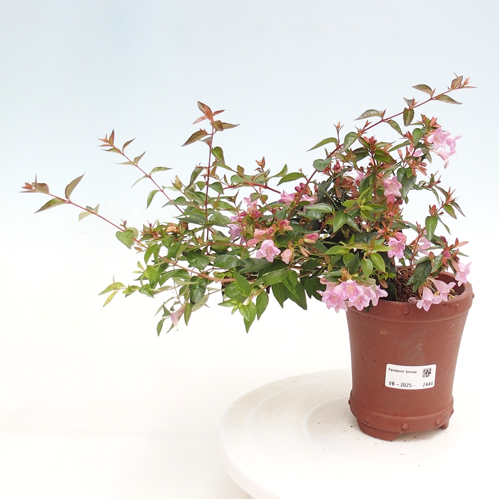 Bonsai im Freien - Abelia Grandiflora - Abelia grandiflora