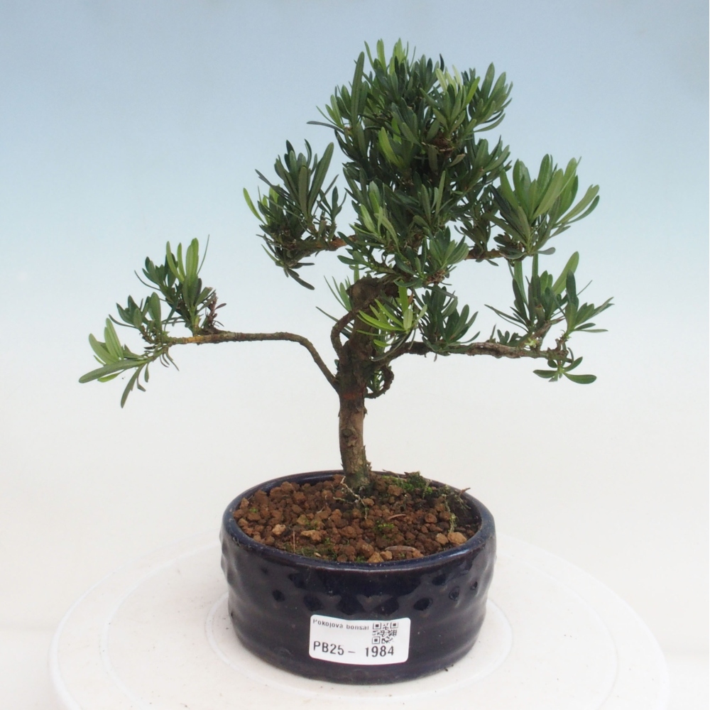 Indoor-Bonsai - Podocarpus - Stein tausend