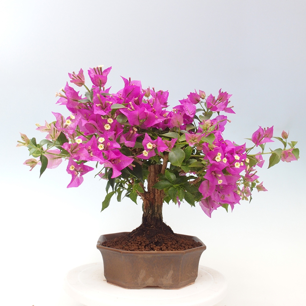 Indoor Bonsai - Bouganwilea