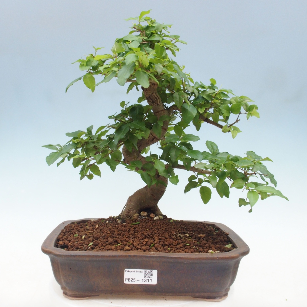 Zimmerbonsai - Ligustrum chinensis - Vogelperspektive