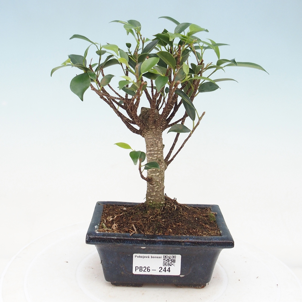 Zimmer Bonsai Ficus retusa kimmen