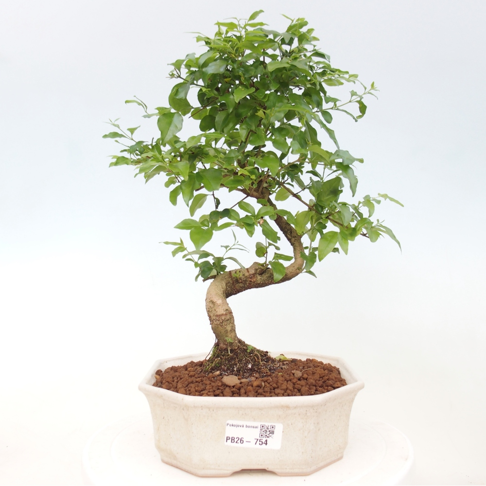 Indoor Bonsai -Ligustrum chinensis - Vogelschnabel
