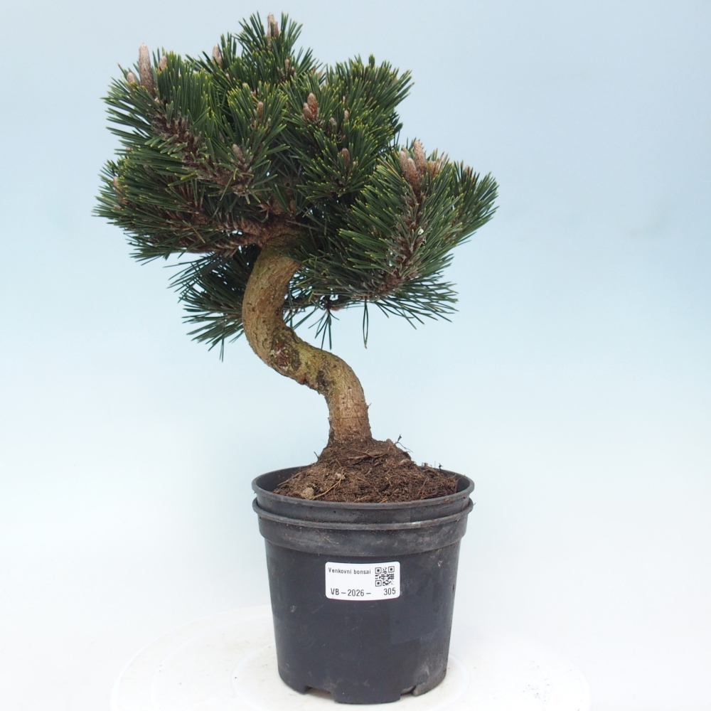 Bonsai für draußen - Pinus thunbergii senjyumaru - Thunberg-Kiefer