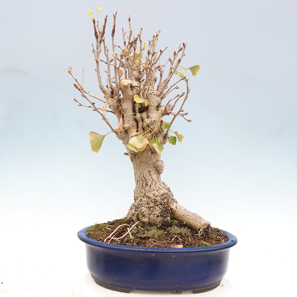 Bonsai im Freien - Ginkgo biloba